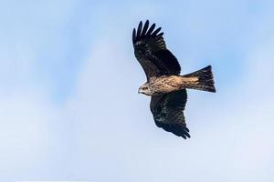 Milvus migrans - Black Kite, Crete photo