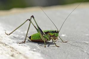 Eupholidoptera schmidti - Schmidt's Marbled Bush-cricket, Greece photo
