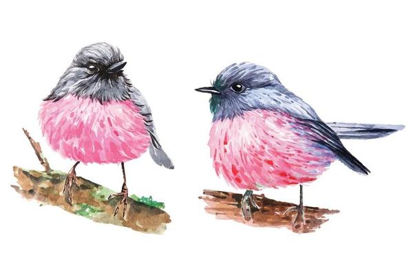 Pink Robin illustration watercolor set