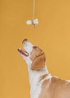 Happy dog looking up at a bone on a string on orange background photo