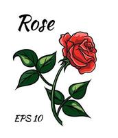 Red rose cartoon style on a white background. vector