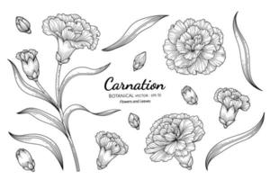 Carnation flower and leaf hand drawn botanical illustration with line art on white backgrounds. vector