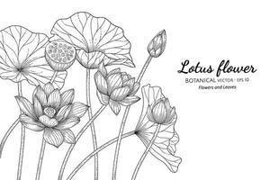 flor de loto y hojas dibujadas a mano ilustración botánica con arte lineal sobre fondos blancos. vector