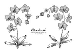 Orchid flower and leaf hand drawn botanical illustration with line art. vector