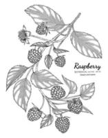 Raspberry hand drawn botanical illustration with line art on white backgrounds. vector