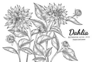 flor de dalia y hoja ilustración botánica dibujada a mano con arte lineal sobre fondos blancos. vector
