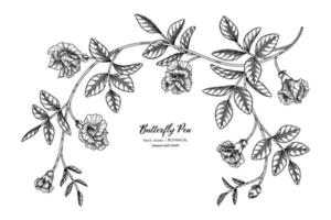 flor de guisantes mariposa y hojas dibujadas a mano ilustración botánica con arte lineal. vector
