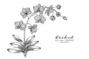 Orchid flower and leaf hand drawn botanical illustration with line art. vector