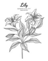 Lily flower and leaf hand drawn botanical illustration with line art on white backgrounds. vector