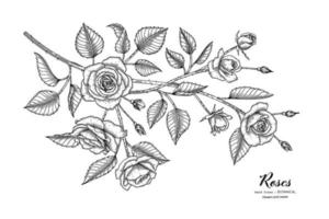 Roses flower and leaf hand drawn botanical illustration with line art. vector