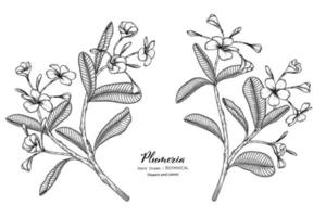 Plumeria flor y hoja dibujadas a mano ilustración botánica con arte lineal. vector