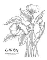 flor de lirio de cala y hoja dibujada a mano ilustración botánica con arte lineal sobre fondos blancos. vector