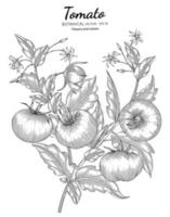 Tomato hand drawn botanical illustration with line art on white backgrounds. vector