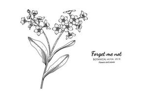 Forget me not flower and leaf hand drawn botanical illustration with line art. vector