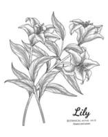 Lily flower and leaf hand drawn botanical illustration with line art on white backgrounds. vector