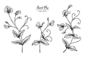 Sweet peas flower and leaf hand drawn botanical illustration with line art. vector