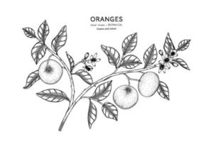 Oranges fruit hand drawn botanical illustration with line art. vector