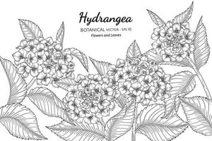 Hydrangea flower and leaf hand drawn botanical illustration with line art on white backgrounds. vector