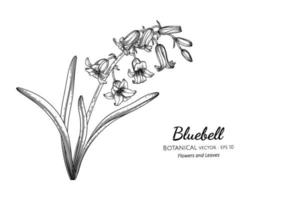 Bluebell flower and leaf hand drawn botanical illustration with line art. vector