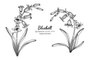 Bluebell flower and leaf hand drawn botanical illustration with line art. vector