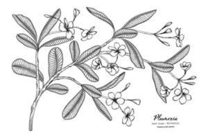 Plumeria flor y hoja dibujadas a mano ilustración botánica con arte lineal. vector