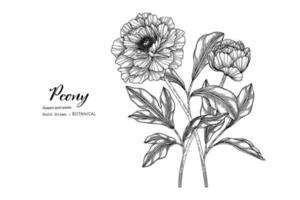 flor de peonía y hoja dibujada a mano ilustración botánica con arte lineal. vector