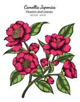 Ilustración de dibujo de flor y hoja de camellia japonica rosa con arte lineal sobre fondos blancos. vector