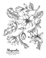 Ilustración de dibujo de flor y hoja de magnolia con arte lineal sobre fondos blancos. vector