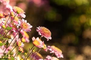 Close-up of a group of chrysanthemums photo