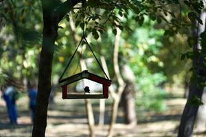 Bird in a feeder on a tree with blurred people and trees in the background at a park
