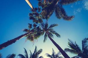 Beautiful tropical coconut palm tree with sky background photo