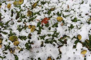 Colorful leaves on snowy grass photo