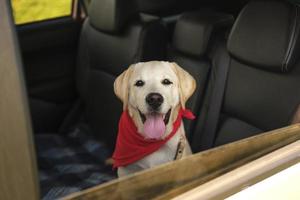 Beautiful labrador retriever dog in the car