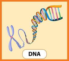 Educational English word card of DNA vector