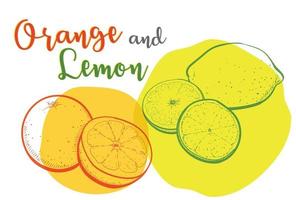 Drawing lines of oranges and lemons with vivid colors. vector