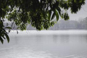 árbol junto al lago foto