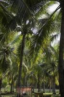 Coconut palm trees photo