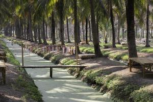 Coconut palm trees photo