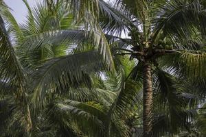 Coconut palm trees photo