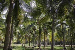 Coconut palm trees photo