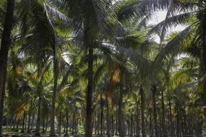 Coconut palm trees photo