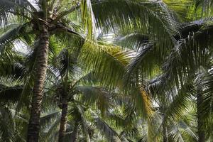 Coconut palm trees photo