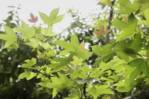 Maple leaves tree in summer photo