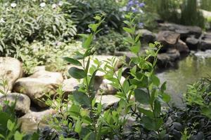 Green summer garden of resort exterior photo