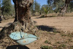 Old swing on a tree photo