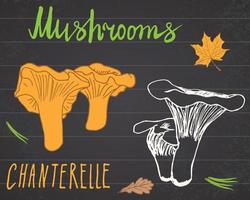 Chanterelle mushrooms set v1 vector