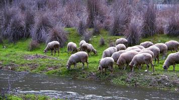 un troupeau de moutons au bord de la rivière video