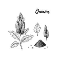 Set of hand drawn quinoa design elements isolated on white background. Vector illustration in sketch style