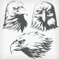 Silhouette Eagle Head Falcon Hawk Stencil Front Sideview Drawing vector