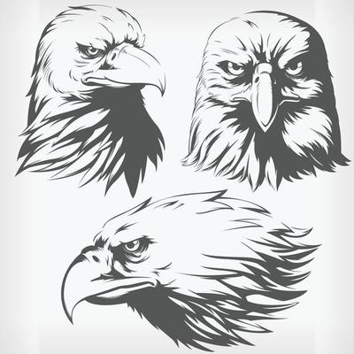Silhouette Eagle Head Falcon Hawk Stencil Front Sideview Drawing